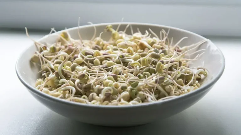 Company Refuses Recall as Sprouts Outbreak Reaches 55 Cases - Featured image