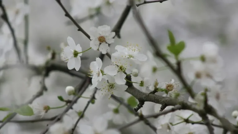 DC Cherry Trees Cut, Not the Tidal Basin Icons - Featured image