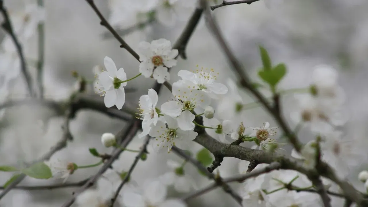 DC Cherry Trees Cut, Not the Tidal Basin Icons