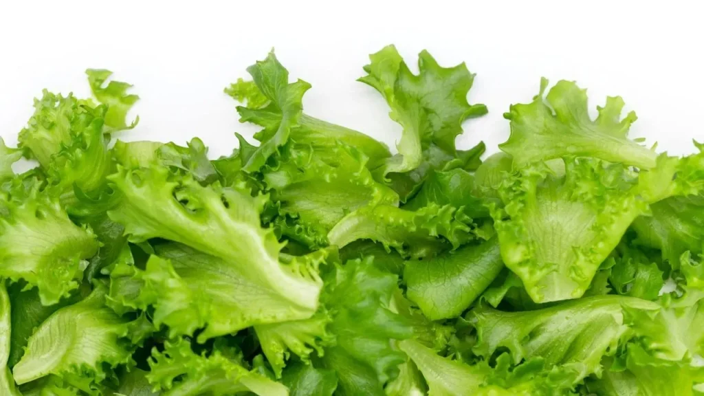 Lettuce That Holds Up in Summer Heat - Featured image