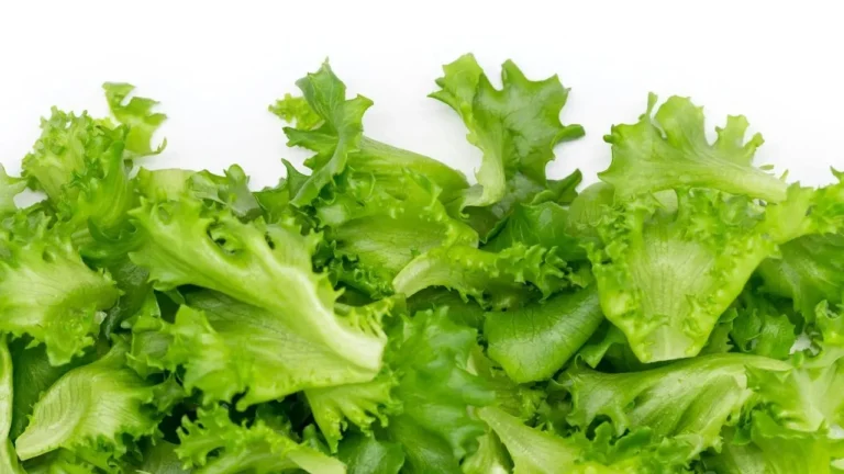Lettuce That Holds Up in Summer Heat - Featured image