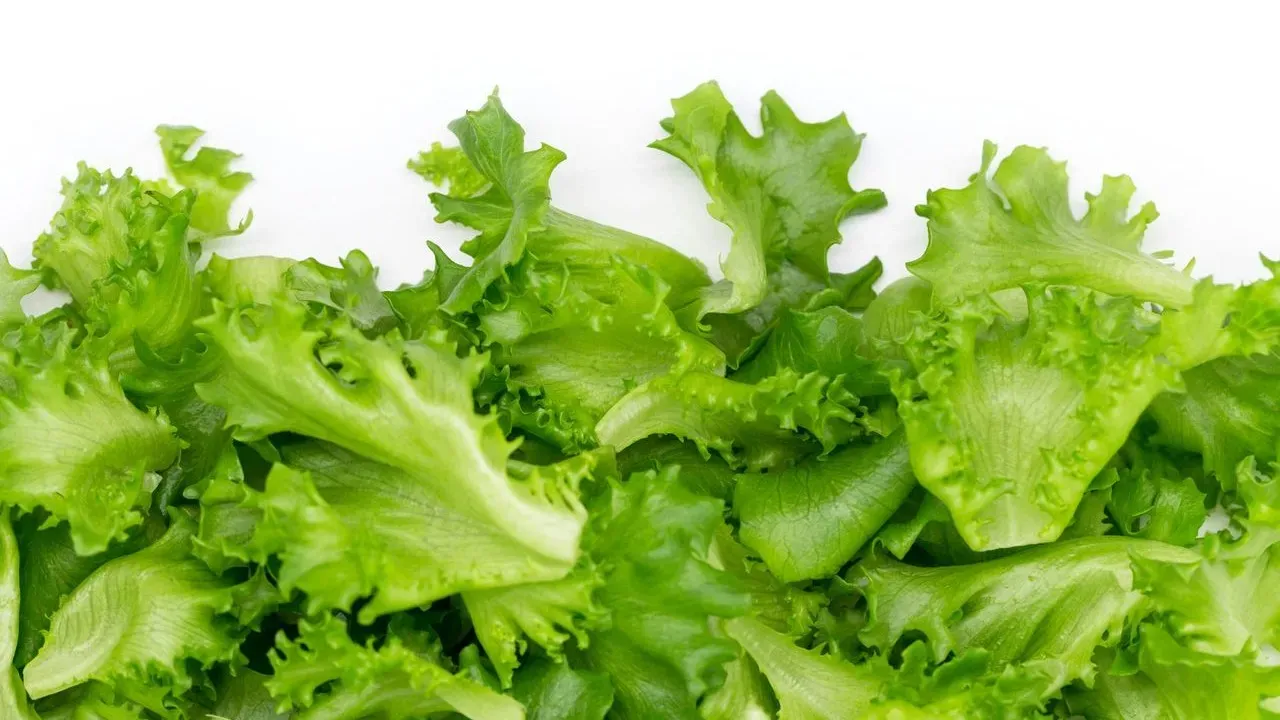 Lettuce That Holds Up in Summer Heat