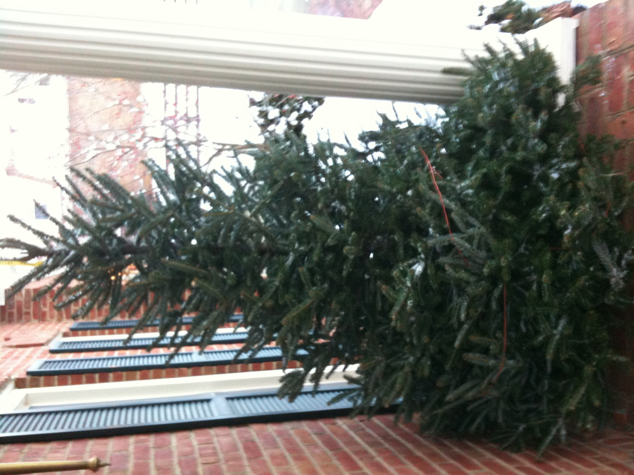 The Christmas Tree Watering Mistake That Dries It Out by Day 3