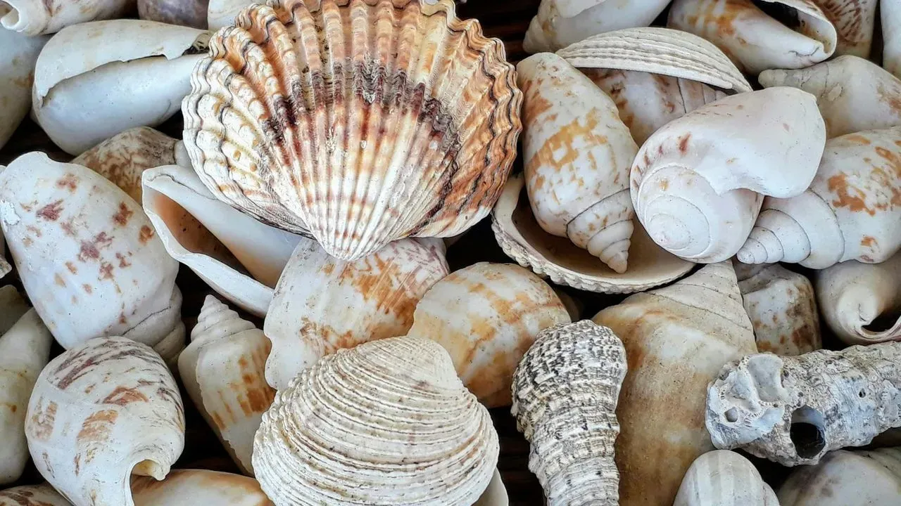 Dolphins Caught Using Seashells to Trap Fish
