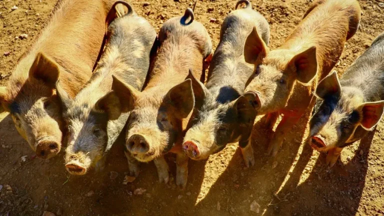 Runaway Pig Wilbur Lands Sanctuary With Diane Warren - Featured image
