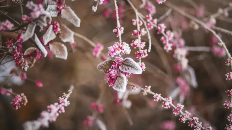 The Colorful Flowers Almost Nobody Thinks Can Survive a Freezing Garden - Featured image