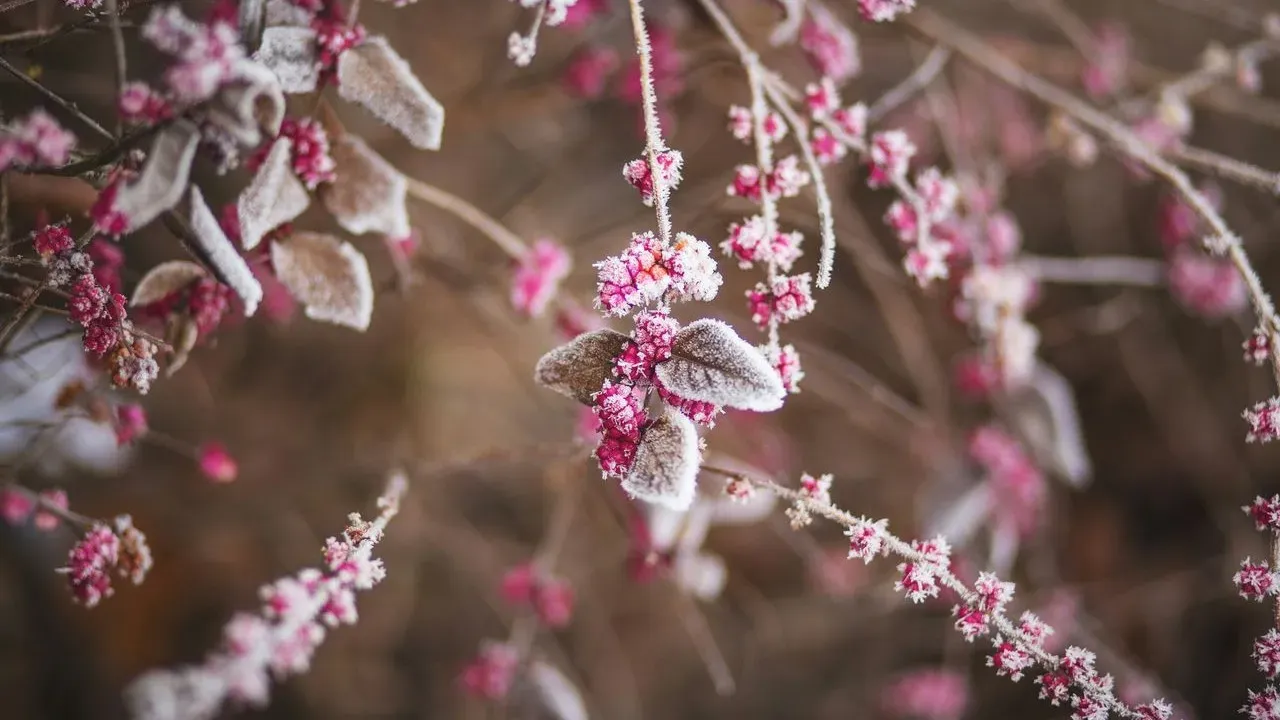 The Colorful Flowers Almost Nobody Thinks Can Survive a Freezing Garden