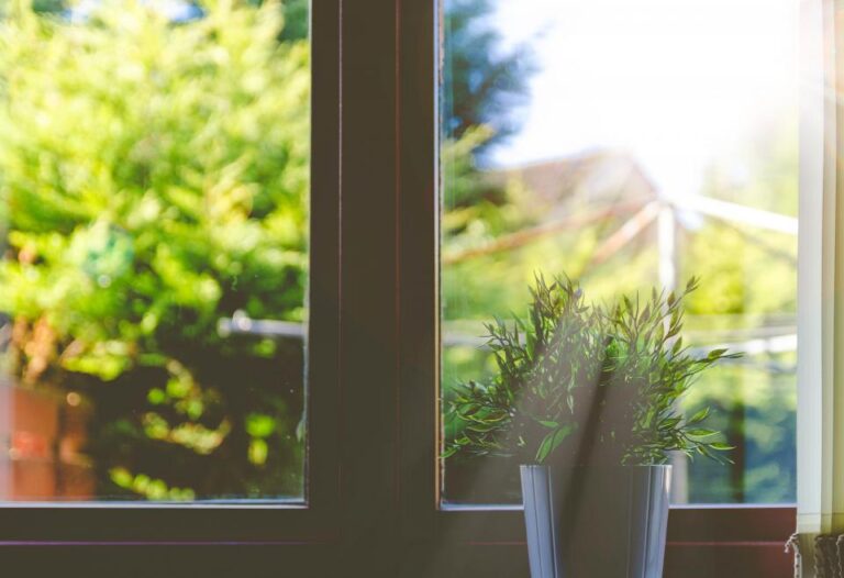 The Overlooked Reason Houseplants Lean Toward the Window - Featured image