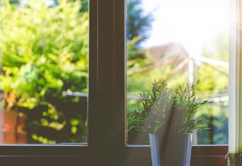 The Overlooked Reason Houseplants Lean Toward the Window