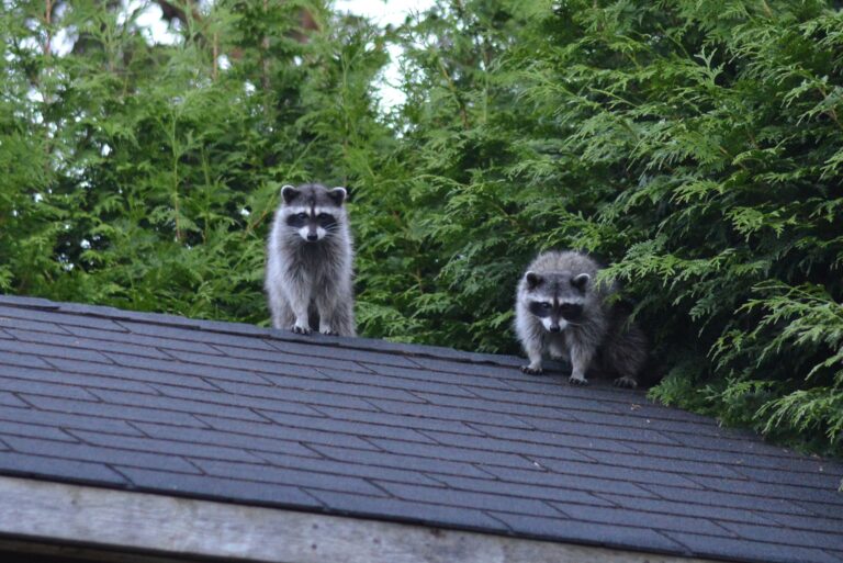 The Raccoon Habit That Means One Has Moved Into Your Attic - Featured image