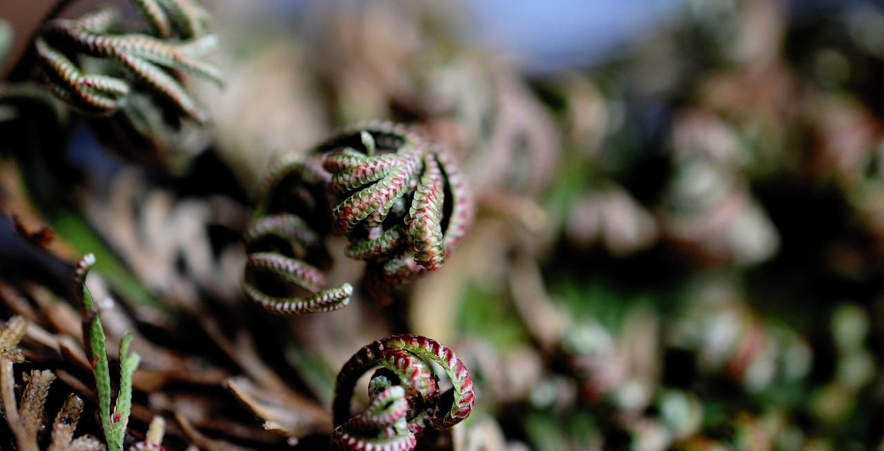 The Desert Plant That Can Sit Dormant for Years and Spring Back to Life