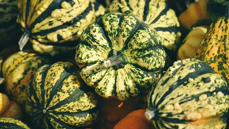 Gourds That Last Years Start With Proper Curing - Featured image