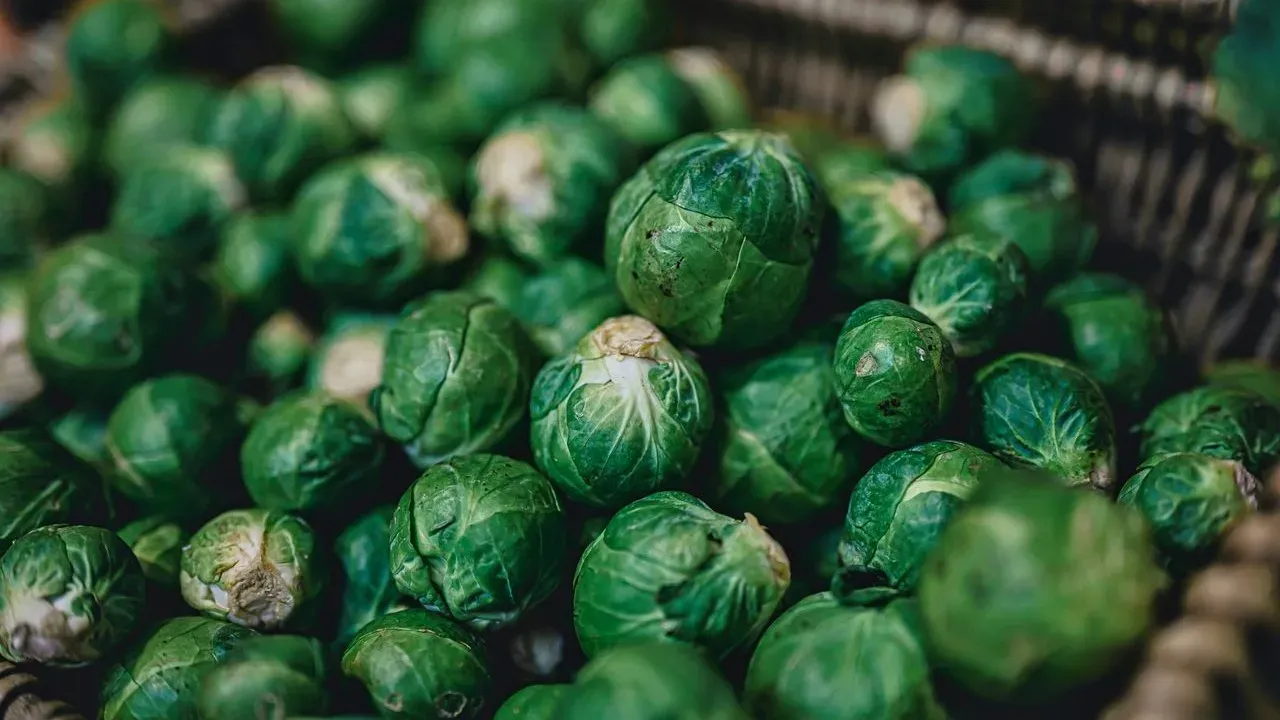 Alfalfa Sprouts Recall Follows Reports of Illnesses Across 15 States