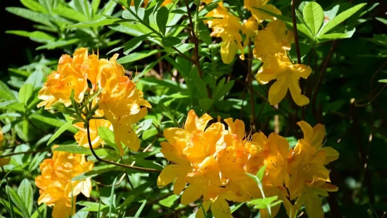 Plants That Solve Your Shade Garden Struggles - Featured image