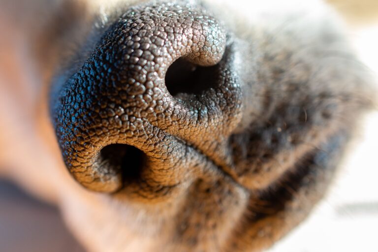 Why Dogs Sniff the Same Spot for Minutes at a Time - Featured image