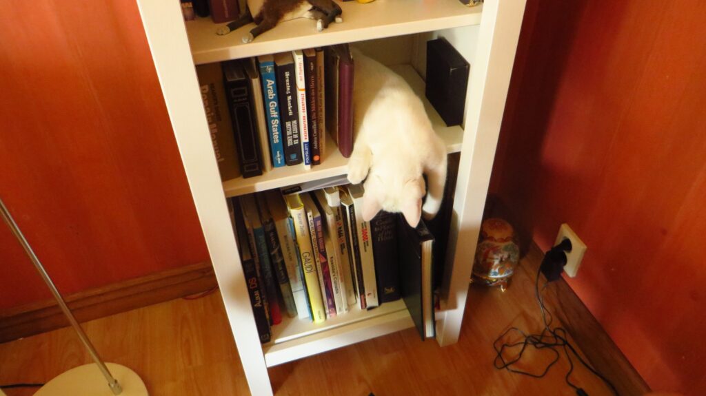 The Reason Your Cat Suddenly Sits on Whatever You're Reading - Featured image