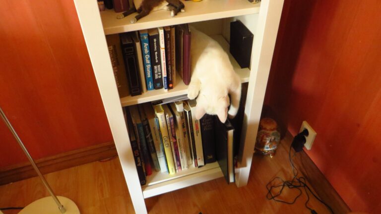 The Reason Your Cat Suddenly Sits on Whatever You're Reading - Featured image