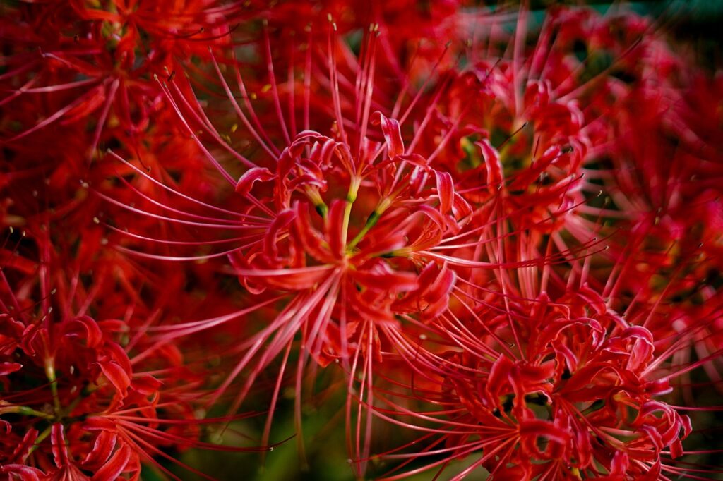 Why Your Amaryllis Won't Bloom a Second Year - Featured image