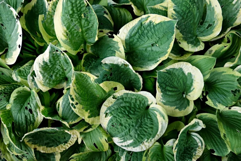 Why Hostas Vanish Completely Every Winter and Always Come Back - Featured image