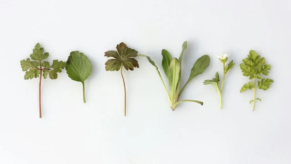 Herbs From the Garden Find New Life as Paint Colors for the Home - Featured image