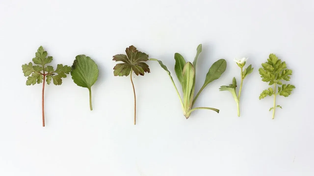 Herbs From the Garden Find New Life as Paint Colors for the Home