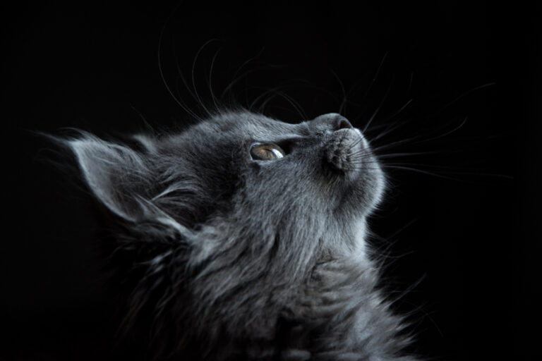 Why Cats Stare at Blank Walls for Minutes at a Time - Featured image