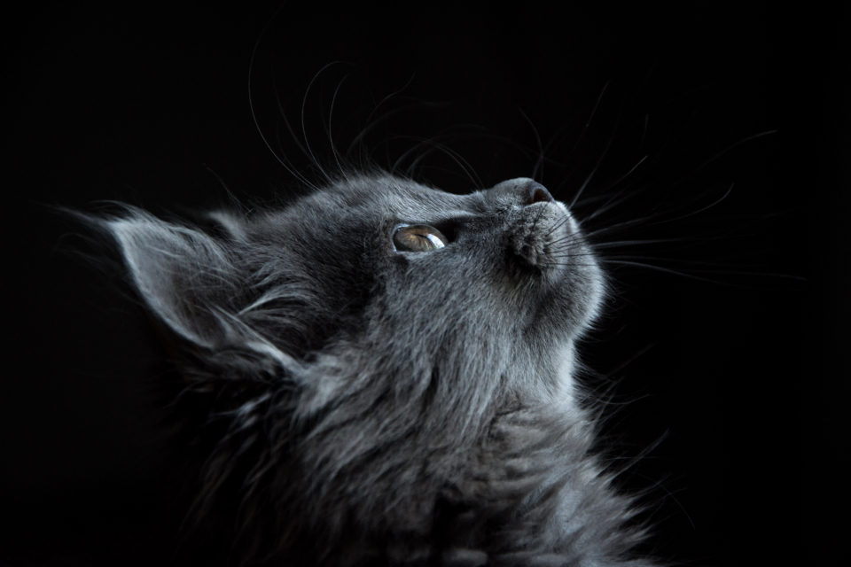 Why Cats Headbutt You (And What It Actually Means) - Featured image