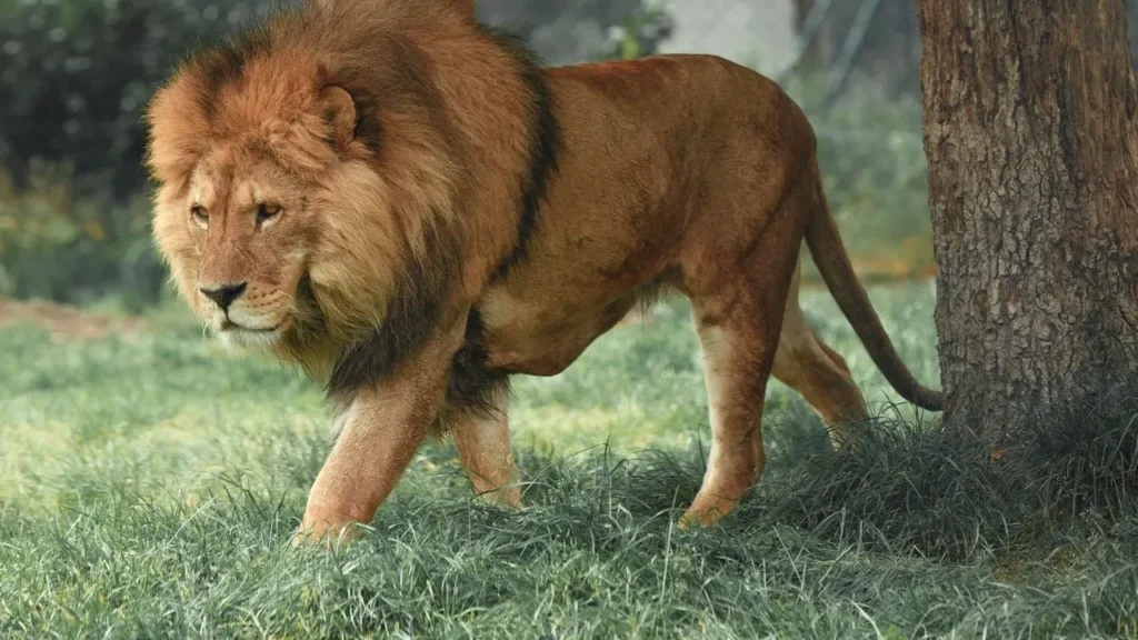 After More Than a Year Without Lions, Saint Louis Zoo Readies Public Debuts - Featured image