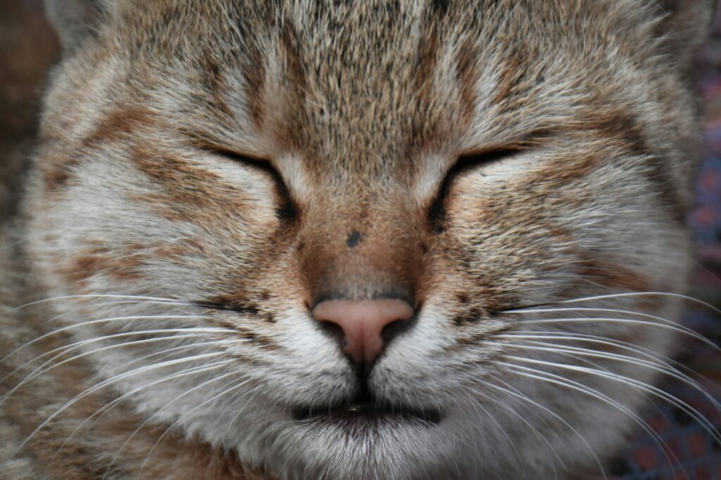 The Strange Face Cats Make After Sniffing Something - Featured image