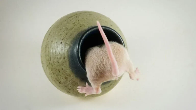 Mezzetta Peperoncini Recall Follows TikTok Rodent Video - Featured image