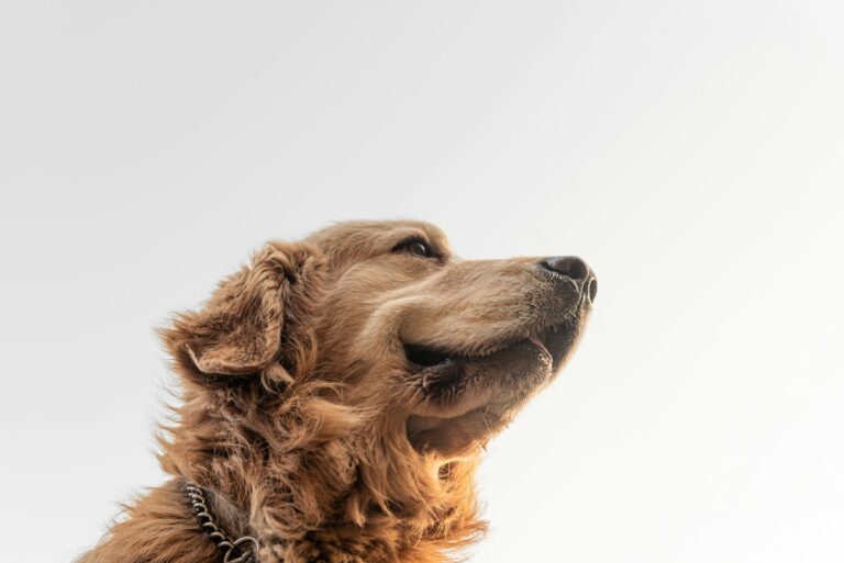 Why Dogs Lean Against Your Leg Instead of Sitting Beside You - Featured image