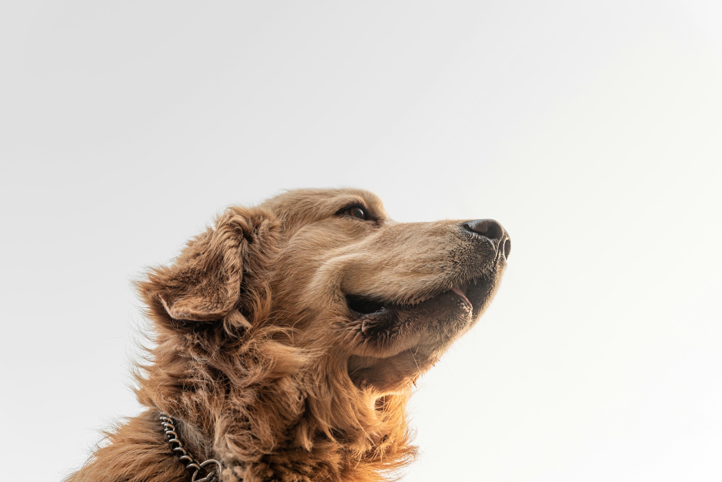 Why Dogs Lean Against Your Leg Instead of Sitting Beside You