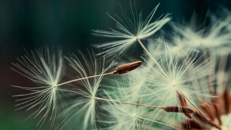 Free Seeds by Mail Ease Rising Costs for Gardeners - Featured image