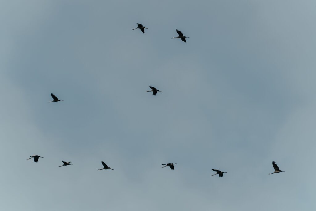 The Backyard Sound That Means a Hawk Has Marked Your Yard - Featured image