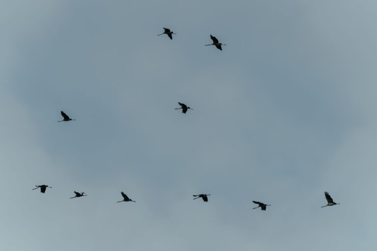 The Backyard Sound That Means a Hawk Has Marked Your Yard - Featured image