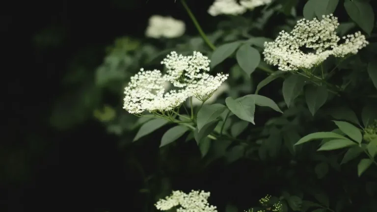 The Underrated Shrub That Turns Your Yard Into a Fall Fireworks Show - Featured image