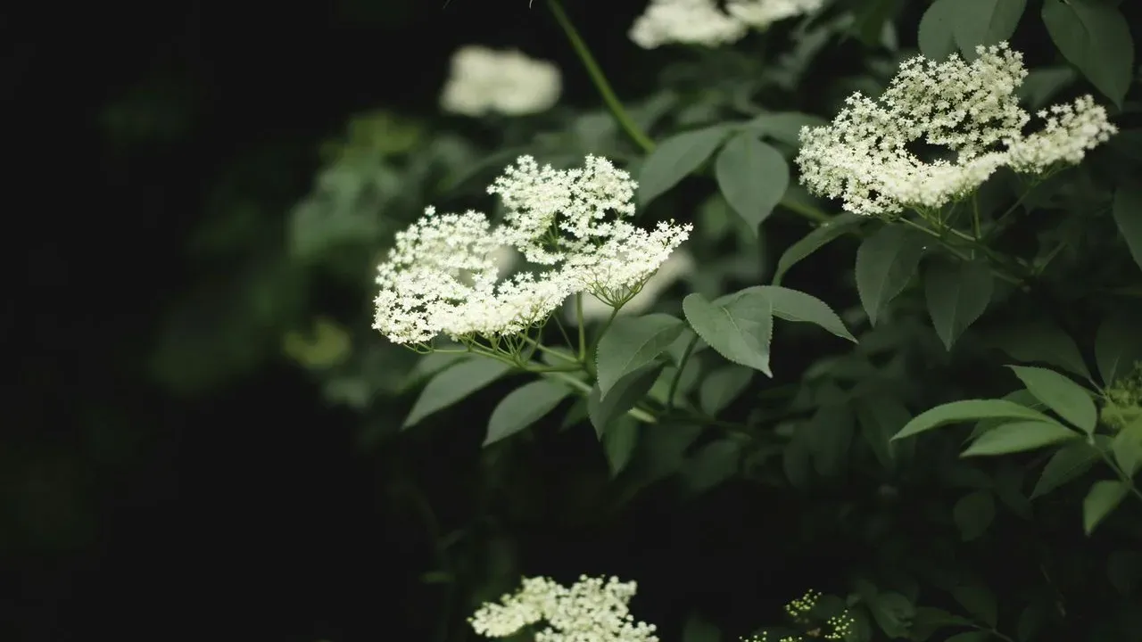 The Underrated Shrub That Turns Your Yard Into a Fall Fireworks Show