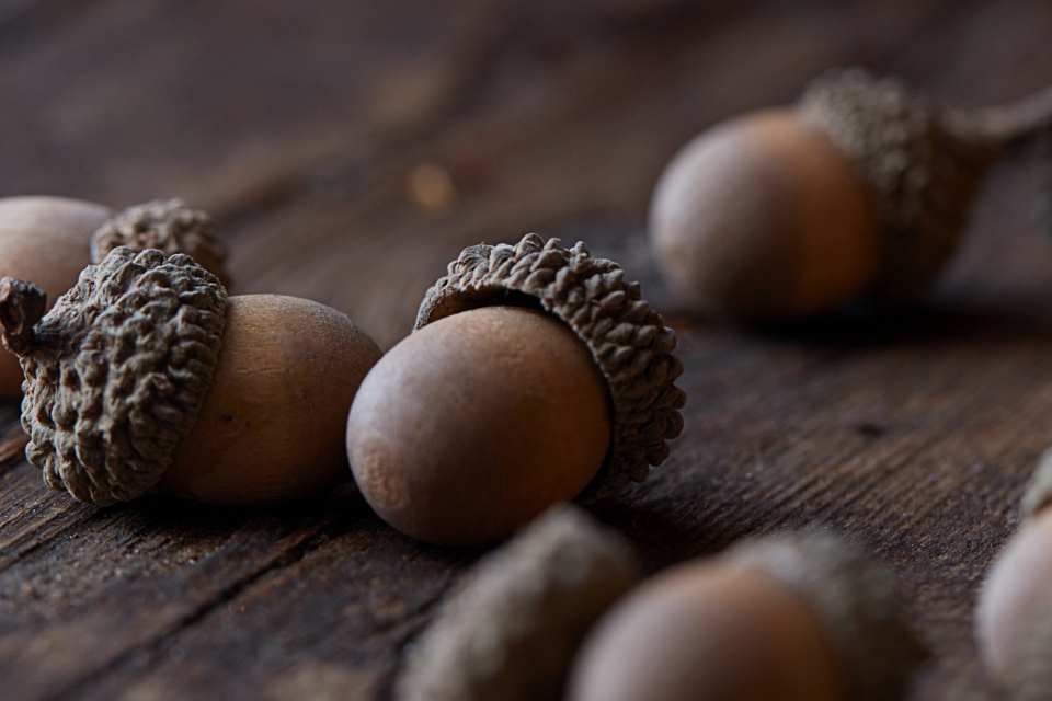 Why Acorns Are Suddenly Everywhere Some Years and Missing in Others