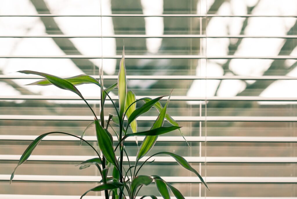 The Window Blind Habit That's Quietly Trapping Dust and Allergens - Featured image