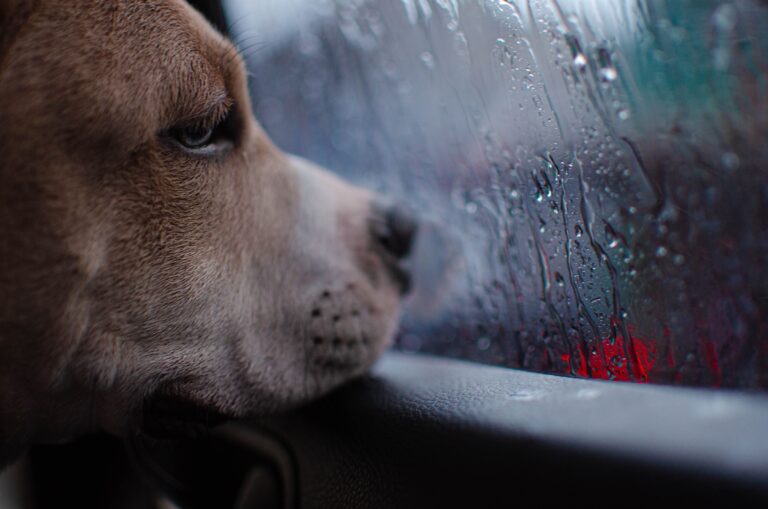 Why Dogs Seem to Know When You're Sad - Featured image