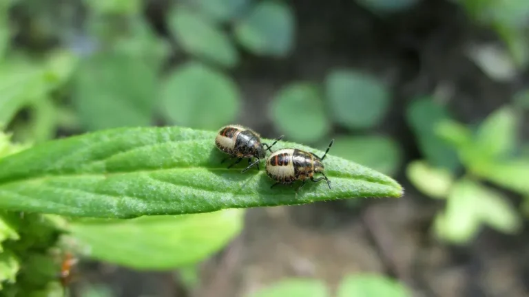 The Harlequin Cabbage Bug: A Colorful Pest Spreading Northward in Vegetable Gardens - Featured image