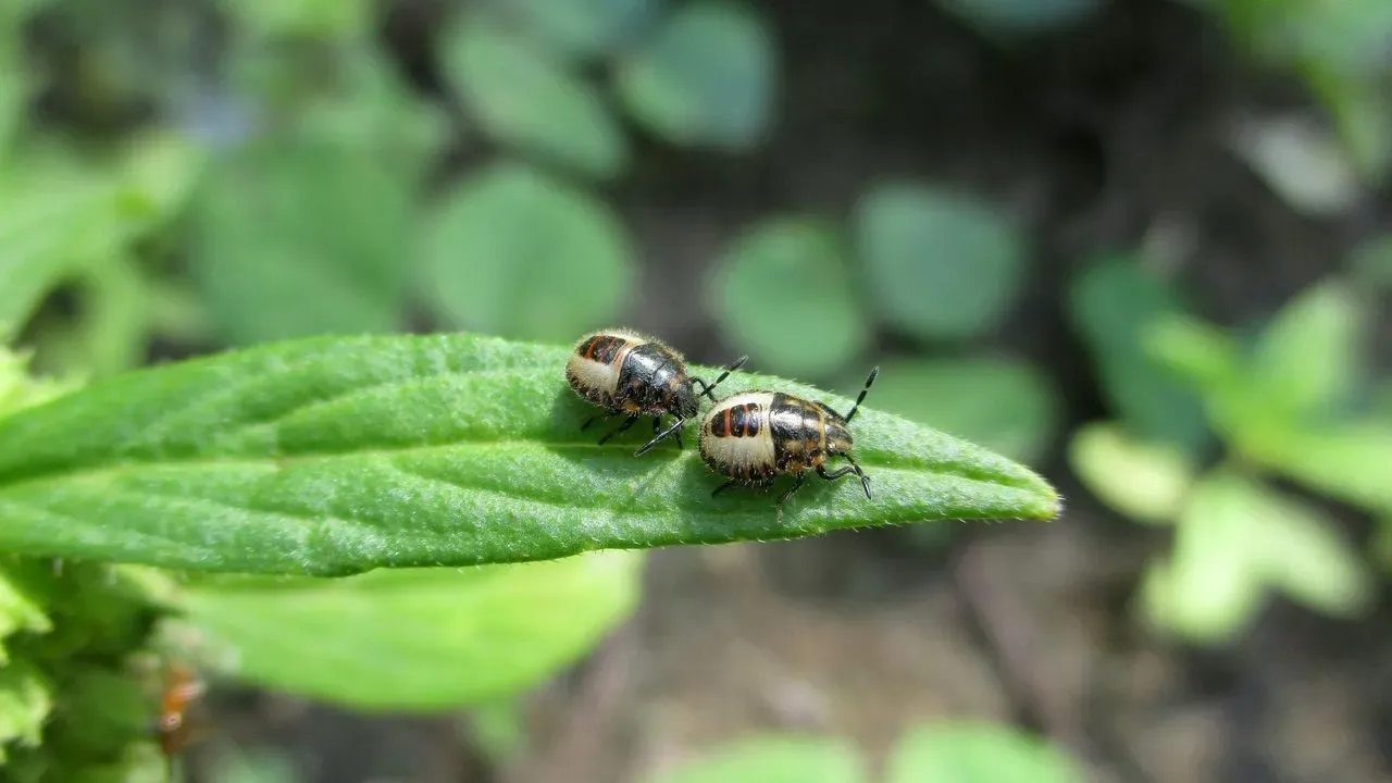 The Harlequin Cabbage Bug: A Colorful Pest Spreading Northward in Vegetable Gardens