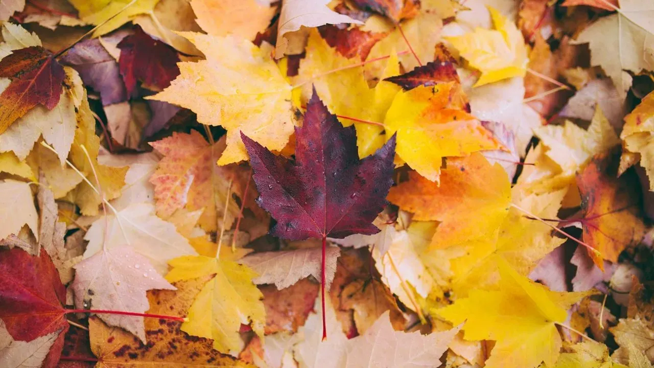 Stop Bagging Your Leaves: The Free Black Gold Sitting in Your Yard Right Now