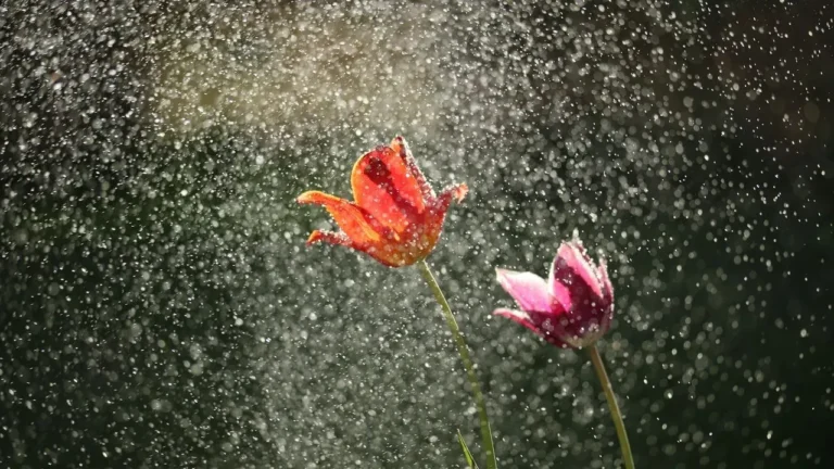 Rain Deepens Late-Summer Hues in Connecticut Garden - Featured image