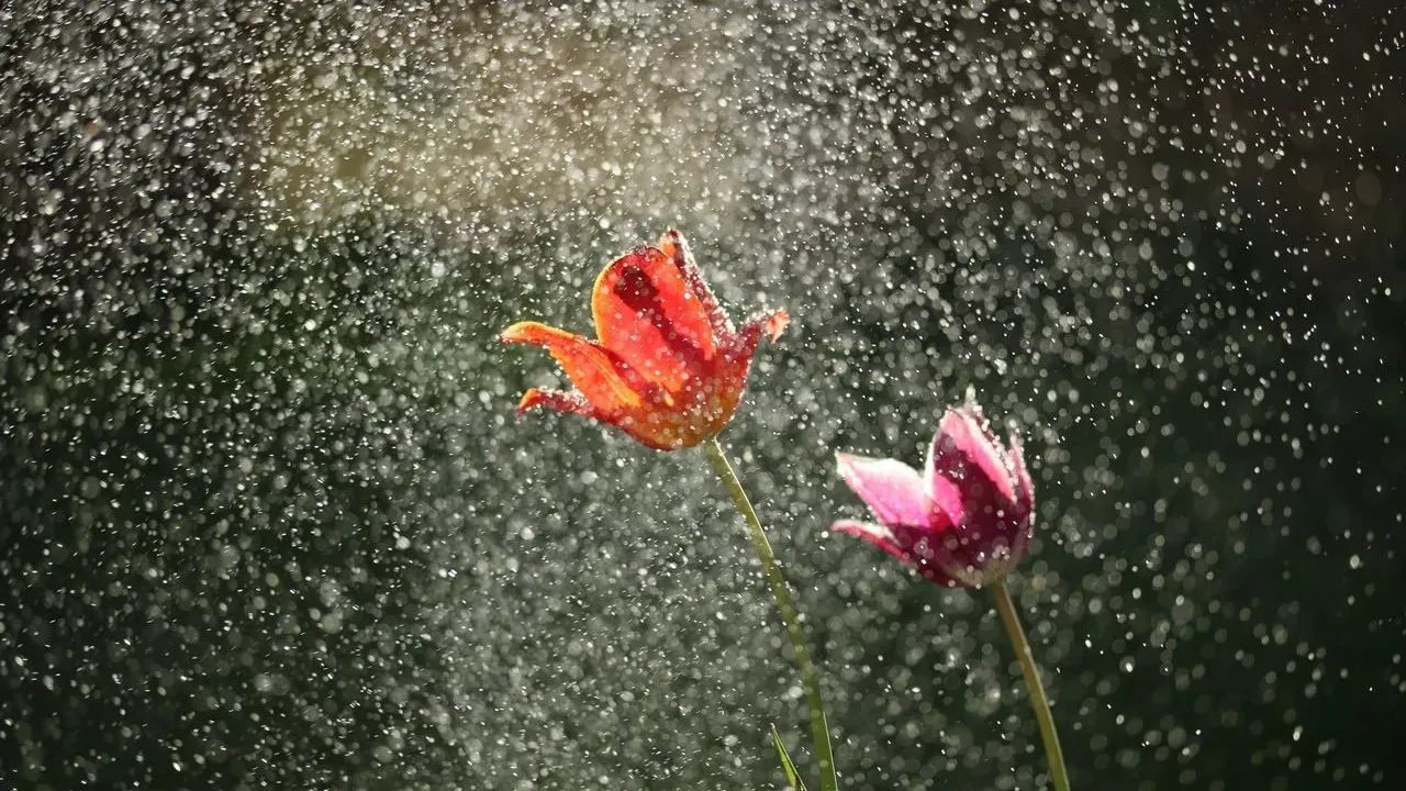 Rain Deepens Late-Summer Hues in Connecticut Garden