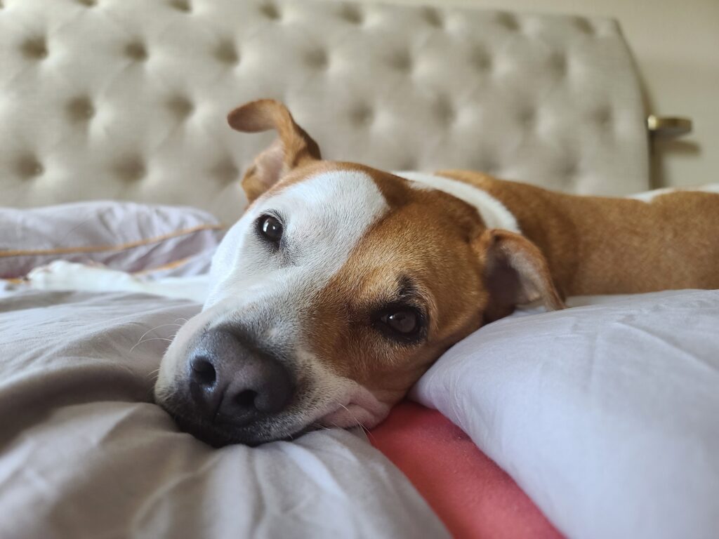 5 Dogs That Thrive in Apartments - Featured image
