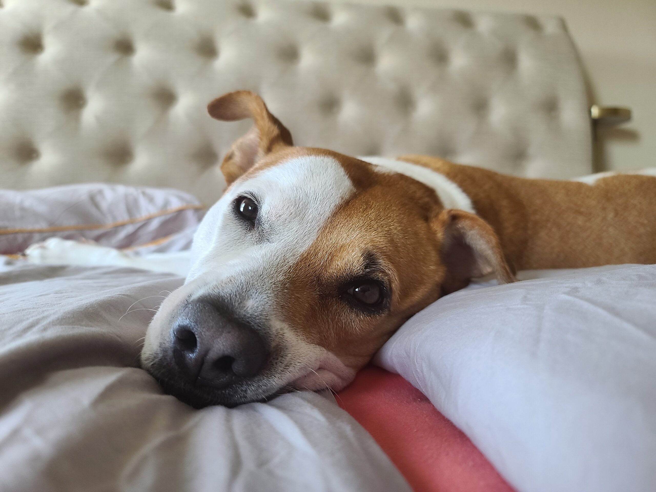 5 Dogs That Thrive in Apartments