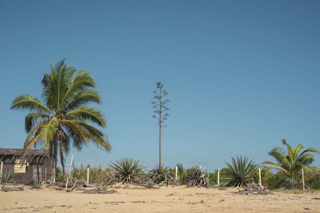 The Plant That Waits Decades to Bloom Once – and Then Dies - Featured image