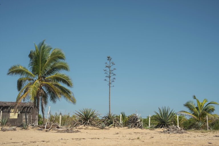 The Plant That Waits Decades to Bloom Once – and Then Dies - Featured image