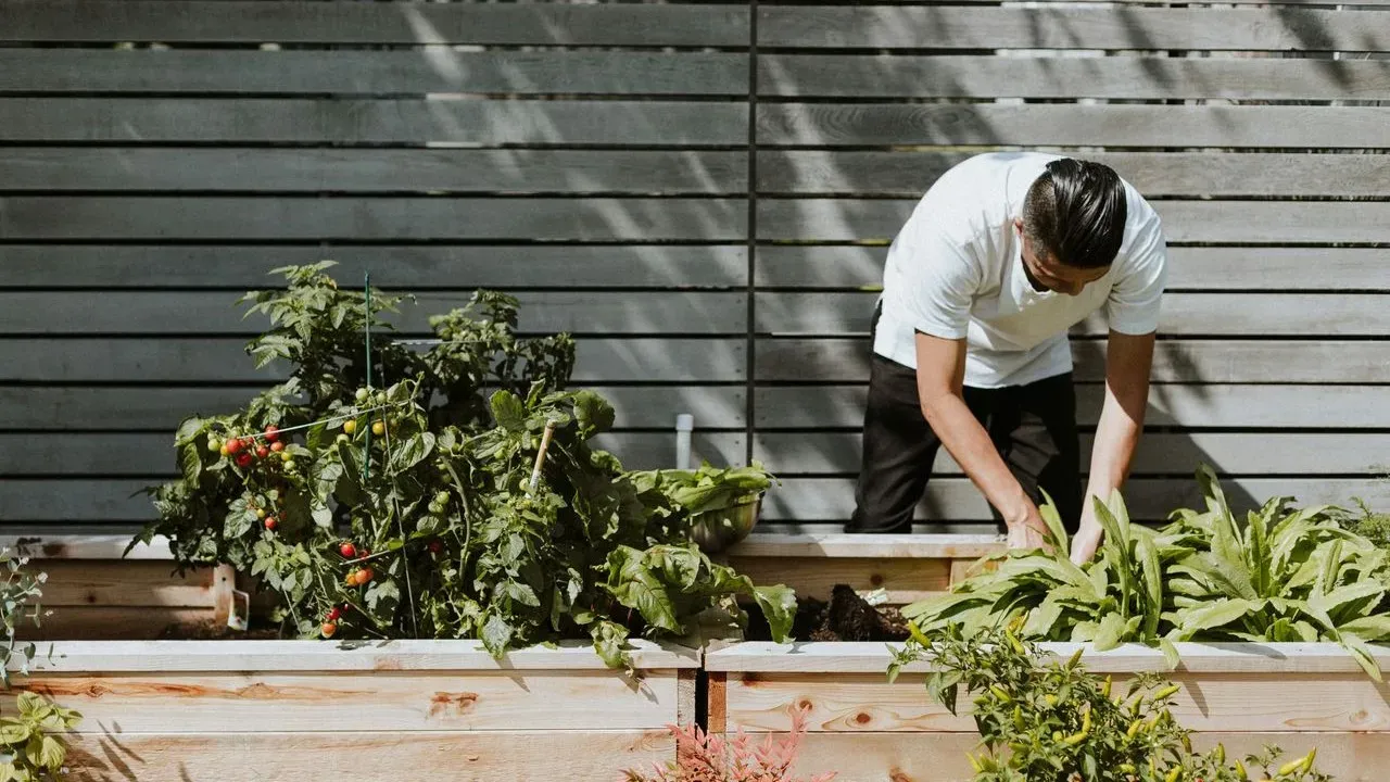 Why Skipping Fall Cleanup in the Vegetable Garden Can Invite Trouble Next Spring